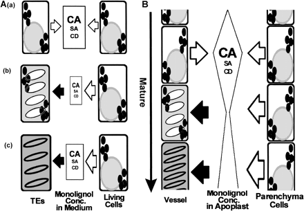 Fig. 9 Model of lignification of TE undergoing PCD in vitro (A) and in vivo (B). (A) (a) Lignin precursors are secreted from all cells until initiation of secondary wall thickening, and lignin precursors are most accumulated in the medium at this stage. (b) During thickening of secondary walls of TE, cessation of secretion of lignin precursors from TE which have undergone PCD and initiation of incorporation of lignin precursors into secondary cell walls of TEs cause the rapid decrease of the concentration of lignin precursors in medium. (c) Increase of secretion of lignin precursors from parenchyma-like cells results in the steady increase of those concentrations in the medium. (B) A similar mechanism for lignification of vessels is expected to exist between vessels and adjacent xylem parenchyma cells mediated by adjoined cell walls as apoplast in primary xylem in vivo.