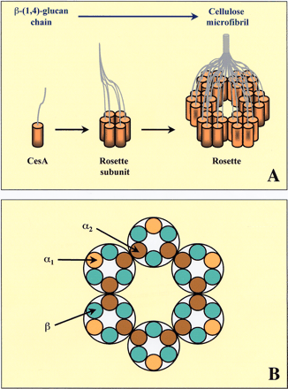 Fig. 1 A model for the structure of the rosette. (A) Six subunits, possibly containing six CesA polypeptides, interact to form a rosette, a single CesA enzyme complex. Each CesA polypeptide is shown to be involved in the synthesis of one β-(1,4)-glucan chain. The CesA protein has eight predicted TMHs which could potentially form a pore in the plasma membrane through which the nascent chain is extruded into the wall. Once the 36 chains emerge from the rosette, they coalesce to form an elementary cellulose microfibril. (B) In this modified rosette structure model of Scheible et al. (2001), at least two types of CesA polypeptides, α and β, are required for spontaneous rosette assembly. Two different types of α isoform can be distinguished, α1 which interacts with two β isoforms only, and α2 interacting with another α2 isoform and two β isoforms.