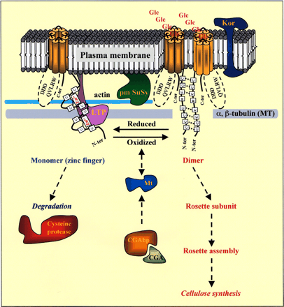Fig. 2 Redox regulation of CesA. The zinc-finger domain at the N-terminus of CesA proteins can exist in either a reduced or oxidized form. Under reduced conditions, this domain coordinates two zinc ions and can interact with either lipid transfer protein (LTP), metallothionein (Mt), microtubules (MT) or cysteine protease. Under oxidized conditions, the CesA protein can dimerize with itself or another CesA protein. Proteins such as the Korrigan cellulase (Kor), the plasma membrane-associated form of sucrose synthase (pm-SuSy), actin and the herbicide CGA binding protein (CGAbp) have all been implicated as playing a role in cellulose synthesis.