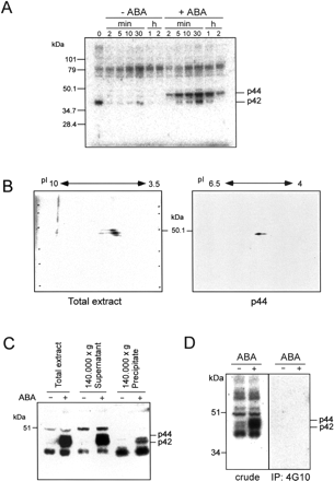 Fig. 1 ABA activates protein kinases in Arabidopsis T87 cells. (A) T87 cells were treated with or without 50 µM ABA for indicated times and their protein extracts were prepared. The kinase activities were determined by an in-gel kinase assay using histone as a substrate. Total cell extracts (10 µg) were loaded in each lane. (B) Protein extracts from ABA-treated T87 cells were applied to 2-D PAGE and subsequently subjected to in-gel kinase assay. Total protein (left) and partially purified p44 protein (right) were analyzed. (C) T87 cell extracts were ultracentrifuged at 140,000×g for 1 h, and then their supernatants and precipitates were subjected to an in-gel kinase assay. Proteins (10 µg) were assayed in each fraction. (D) Total cell extracts (500 µg) were immunoprecipitated with 10 µg of the phospho-Tyr-specific monoclonal antibody 4G10. The immune complex was subsequently subjected to an in-gel kinase assay with histone as a substrate.