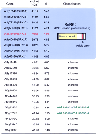 Fig. 2Arabidopsis Ser/Thr protein kinases whose mol wt (38–45 kDa) and pl (4–6.5) corresponded to p44 kinase.