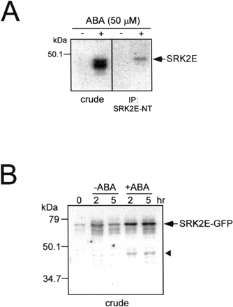 Fig. 3 SRK2E is activated by ABA in both Arabidopsis cells and plants. (A) T87 cells were treated with 50 µM ABA for 30 min. Protein extracts (300 µg) were immunoprecipitated with SRK2E-specific antibody SRK2E-NT. Kinase activity of the crude extracts (10 µg) and immune complex were subsequently analyzed by an in-gel kinase assay with histone as a substrate. (B) 35S::SRK2E-GFP plants were treated with 50 µM ABA for indicated times as described in Materials and Methods. Leaf extracts (20 µg) were subjected to an in-gel kinase assay with histone as a substrate. Triangle indicates protein kinase corresponding to endogenous SRK2E.