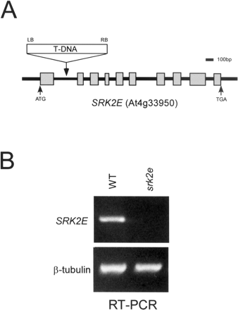 Fig. 4 T-DNA knockout mutant of srk2e. (A) Map of SRK2E gene (At4g33950). T-DNA is inserted in the first intron. (B) RT-PCR analysis of SRK2E in wild type (WT) and srk2e. Total RNAs (1 µg) extracted from 3-week-old seedlings were used.