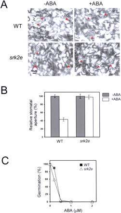 Fig. 5 SRK2E affects ABA-signaling in stomatal closure, but not in germination stage. (A) Effect of ABA (50 µg) on stomatal closure in wild type (WT) and srk2e. ABA was treated for 1 h. Stomata cells were indicated at red arrows. (B) Relative stomatal aperture in response to 50 µM ABA for 1 h. Data represent the mean ± SE, 40–60 stomata were measured in each process. (C) ABA dose response for germination inhibition. Seeds of wild-type and srk2e were plated on agar plates supplemented with the indicated concentration of ABA. These seeds were incubated for 3 d at 22°C in 16 h light/8 h dark conditions. Greened cotyledons were judged as germinated seeds. The number of germinated seeds was represented as the percentage of the total number of seeds tested (50–80). Essentially same results were obtained in more than two independent experiments.