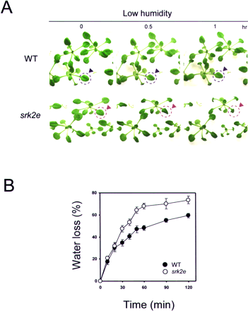 Fig. 6 srk2e mutant shows wilty phenotype under low humidity stress condition. (A) Wild type (WT: upper) and srk2e (lower) seedlings under low-humidity stress. As indicated by dotted circles (blue: WT, red: srk2e), srk2e leaves are susceptible to low humidity. (B) Water loss in WT and srk2e rosette leaves (mean ± SE, n = 5).