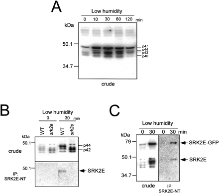 Fig. 7 SRK2E is activated by low-humidity stress. (A) Wild type (WT) seedlings were treated with low humidity for indicated times. Total protein extracts (20 µg) prepared from their leaves were applied to the in-gel kinase assay with histone as a substrate. p47, p44, p43 and p40 indicate four protein kinases which are activated by low humidity. (B) WT and srk2e plants were treated with low humidity for 30 min and their leaf extracts were prepared. Leaf extracts (500 µg) were immunoprecipitated with SRK2E-specific antibody SRK2E-NT. Kinase activity of the crude extracts (20 µg) and immune complex were subsequently analyzed by an in-gel kinase assay with histone as a substrate. p44 shows a protein kinase whose activity is not detected in srk2e. p42 indicates a protein kinase whose activity is increased in srk2e. (C) 35S::SRK2E-GFP plants were treated with low humidity and their leaf extracts were prepared. Leaf extracts (500 µg) were immunoprecipitated with SRK2E-specific antibody SRK2E-NT. Kinase activity of the crude extracts (20 µg) and immune complex were subsequently analyzed by an in-gel kinase assay with histone as a substrate. Kinase activity shown at high mol wt (around 70 kDa) is SRK2E–GFP.