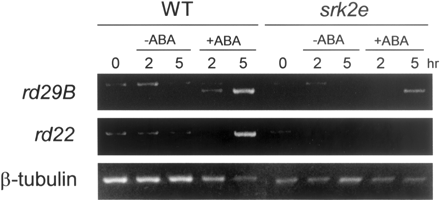Fig. 8 ABA-inducible gene expressions were suppressed in srk2e. Wild type (WT) and srk2e seedlings were treated with or without 50 µM ABA for indicated times as described in Materials and Methods, and their total RNAs were extracted. Total RNAs (1 µg) were used for RT-PCR reaction to confirm the expression of rd29B and rd22. Primers for β-tubulin were used in the PCR reactions as internal controls.
