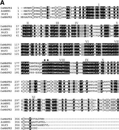 Fig. 1 Alignment of the predicted OsMAPK4 protein with MAPKs from other plants (A) and the phylogenetic relationship of OsMAPK4 to the cloned plant MAPKs (B). Roman numerals indicate the eleven major conserved subdomains of protein kinases identified previously (Hanks et al. 1988). Tyrosine and threonine residues, which must be phosphorylated for MAPK activation, are indicated by diamonds. The black shading indicates identical residues, and gray shading indicates conservative substitutions. Hyphens indicated gaps introduced to optimize alignments. The protein sequences shown in these diagrams are listed in the GenBank database under the following accession numbers: OsMAPK4 (AJ251330), OsMAPK2 (AJ250311), ATMPK1 (D14713), NtSIPK (U94192), NtF4 (X83880), SIMK (X66469), PsD5 (X70703), ATMPK6 (D21842), ZmMPK5 (AB016802), WIPK (D61377), IbMAPK (AF149424), ATMPK3 (D21839), SAMK (X82270), PsMAPK3 (AF153061), ZmMPK4 (AB016801), ASMAP1 (X79993), WCK-1 (AF079318), NtF6 (X83879), NRK1 (AB055515), ATMPK5 (D21841), ATMPK4 (D21840), MMK2 (X82268), ATMPK7 (D21843), ATMPK2 (D14714), PaMAPK (AF134730), NtF3 (X69971), PMEK1 (X83440). Similarity searches of nucleotide sequence were performed at the National Center Biotechnology Information using the BLAST network service (Altschul et al. 1990). The alignments were generated by the Clustal X program (Thompson et al. 1994). Phylogenetic analysis was performed using MEGA 1.02 software (Kumar et al. 1994).