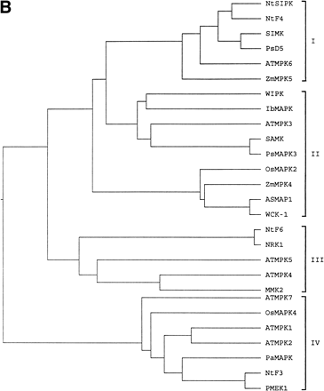 Fig. 1 Alignment of the predicted OsMAPK4 protein with MAPKs from other plants (A) and the phylogenetic relationship of OsMAPK4 to the cloned plant MAPKs (B). Roman numerals indicate the eleven major conserved subdomains of protein kinases identified previously (Hanks et al. 1988). Tyrosine and threonine residues, which must be phosphorylated for MAPK activation, are indicated by diamonds. The black shading indicates identical residues, and gray shading indicates conservative substitutions. Hyphens indicated gaps introduced to optimize alignments. The protein sequences shown in these diagrams are listed in the GenBank database under the following accession numbers: OsMAPK4 (AJ251330), OsMAPK2 (AJ250311), ATMPK1 (D14713), NtSIPK (U94192), NtF4 (X83880), SIMK (X66469), PsD5 (X70703), ATMPK6 (D21842), ZmMPK5 (AB016802), WIPK (D61377), IbMAPK (AF149424), ATMPK3 (D21839), SAMK (X82270), PsMAPK3 (AF153061), ZmMPK4 (AB016801), ASMAP1 (X79993), WCK-1 (AF079318), NtF6 (X83879), NRK1 (AB055515), ATMPK5 (D21841), ATMPK4 (D21840), MMK2 (X82268), ATMPK7 (D21843), ATMPK2 (D14714), PaMAPK (AF134730), NtF3 (X69971), PMEK1 (X83440). Similarity searches of nucleotide sequence were performed at the National Center Biotechnology Information using the BLAST network service (Altschul et al. 1990). The alignments were generated by the Clustal X program (Thompson et al. 1994). Phylogenetic analysis was performed using MEGA 1.02 software (Kumar et al. 1994).