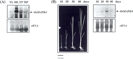 Fig. 2 Northern hybridization analysis of OsMAPK4 transcripts in various organs of rice (A) and temporal expression pattern of OsMAPK4 during root development (B). Each lane was loaded with 10 µg of total RNA extracted from young leaves (YL) of 10-day-old seedlings, mature leaves (ML) of 3-month-old plants, young panicles (YP) at the stage before heading, and mature panicles (MP) at the heading stage. The RNA was isolated from roots at four different stages of 10-day-old (10 d), 20-day-old (20 d), 30-day-old (30 d) and 40-day-old (40 d) rice. As the OsMAPK4-specific probe, a 286-bp fragment was amplified by PCR using primers for forward: 5′-GAG TGA ATA TGT GAC AGG CA-3′ and reverse: 5′-AGC ATC TAA CAT TAC AAG CC-3′. The transcripts are shown by arrows at the right. The rRNA transcript level served as the internal loading control. Northern blot was performed according to Sambrook et al. (1989). Total RNA was extracted from leaves, roots, panicles, seedlings and suspension-cultured cells by using the RNeasy kit (QIAGEN, Hilden, Germany).