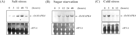 Fig. 3 The effect of salt stress (A), sucrose starvation (B) and cold stress (C) on the mRNA gene expression of OsMAPK4 in rice. RNA samples were prepared from treated rice suspension cells (A, B) and 7-day-old seedlings (C), which were sampled at indicated times after each stress treatment. Blots were probed with a radiolabeled 3′ end cDNA fragment of OsMAPK4. The transcripts are shown by arrows at the right. The rRNA transcript level served as the internal loading control.