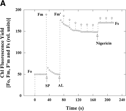 Fig. 1 The effect of nigericin on Chl fluorescence yield, Φ(PSII) and V(O2) in intact chloroplasts. (A) The reaction mixture (2 ml) contained 50 mM HEPES-KOH (pH 7.6), 0.33 M sorbitol, 10 mM NaCl, 1 mM MgCl2, 2 mM EDTA, 0.5 mM KH2PO4 and intact chloroplasts (28 µg Chl). Chl fluorescence yield was monitored with a weak, modulated measuring light. Measuring light was turned on at 0 s. The maximum yield of Chl fluorescence (diamonds) in the dark (Fm) was induced by 900 ms-pulses of saturating white light (SP). Illumination with continuous actinic red light (AL, >640 nm) at 50 µmol photons m–2 s–1 was started at the time shown by the AL arrow. Fm after illumination (Fm′, diamonds) was induced by SP at intervals of 15 s. Yield of steady-state Chl fluorescence (Fs) is shown as circles. Nigericin (0.67 µM) was added at 180 s after the start of illumination with measuring light. (B) Φ(PSII) was calculated from the data in (A). V(O2) in intact chloroplasts was determined under the same conditions as in (A), using separate samples from those used for measuring Chl fluorescence but in the presence of 0.1 mM KCN. Φ(PSII) and V(O2) were plotted against time after the start of illumination with measuring light. AL was turned on and nigericin was added at the times indicated.