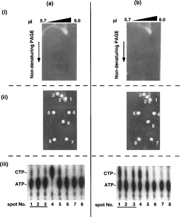 Fig. 3 Co-migration of catalase activity and NDK activity in the non-denaturing two-dimensional gel electrophoresis. Crude extracts from (a) wild-type and (b) AtNDK1-EX plants were subjected to non-denaturing two-dimensional gel electrophoresis, which consisted of IEF gel electrophoresis as the first dimension and non-denaturing gel electrophoresis as the second. Quantities of the protein in crude extract applied to each IEF gel were equalized as 10 µg. (i) Catalase in-gel activity staining is present. (ii) The spots containing catalase activity (No. 1–3) and other spots (No. 4–8) were picked up from the copy gels. (iii) NDK activities of each spots. [γ-32P]ATP and -CDP were used as substrates of NDK activity. No. 1, 2 and 3 lanes underlined correspond to the spots containing catalase2, 3 and 1 activity, respectively.