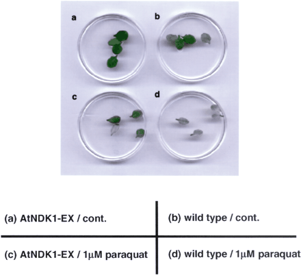 Fig. 4 Paraquat bleaching experiment using leaves from wild-type and AtNDK1-EX plants. Leaves from AtNDK1-EX and the wild-type plants were floated on 1/10 MS medium containing 0.025% Tween 20 with 1 µM paraquat (c) and (d) or without paraquat (a) and (b) for 40 h under continuous light (80 µmol m–2 s–1) at 21°C.