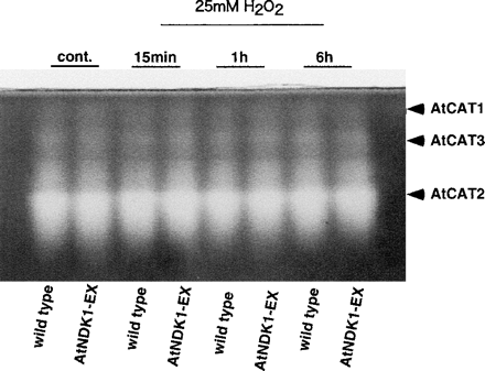 Fig. 6 Catalase activity of wild-type and AtNDK1-EX plants treated with 25 mM H2O2 for 15 min to 6 h. A whole plant was incubated with 5 ml of 25 mM H2O2 solution under continuous light (80 µmol m–2 s–1) at 21°C. As a control, a whole plant incubated without H2O2 under light for 15 min was processed. Identification of AtCAT was based on Orendi et al. (2001). Quantities of the protein in crude extract applied to each lane were equalized as 2.0 µg.