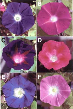 Fig. 1 Flower variation in Ipomoea. I. nil: (A) Hama-no-sora, (B) Hama-no-kagayaki. I. purpurea: (C) YO/FP-39, (D) KK/FR-35. I. tricolor: (E) Heavenly Blue, (F) Wedding Bells.