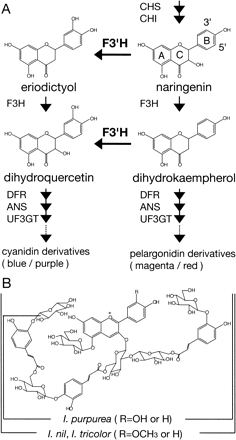 Fig. 2 Simplified pathway for anthocyanin biosynthesis (A) and structures of anthocyanins in the petals of morning glories (B). The wild-type blue flowers of I. nil and I. tricolor contain peonidin derivatives (R = OCH3) named Heavenly Blue Anthocyanin (HBA) after I. tricolor cv. Heavenly Blue and the wild-type dark purple flowers of I. purpurea contain cyanidin derivatives (R = OH). The reddish flowers of their F3′H mutants contain pelargonidin derivatives (R = H). It would be more appropriate to refer to the major flower pigment as Wedding Bells Anthocyanin (WBA) than as Pharbitis red anthocyanin 5 (PRA-5) because I. tricolor cv. Wedding Bells contains virtually only WBA in the flower petals (see Fig. 3).