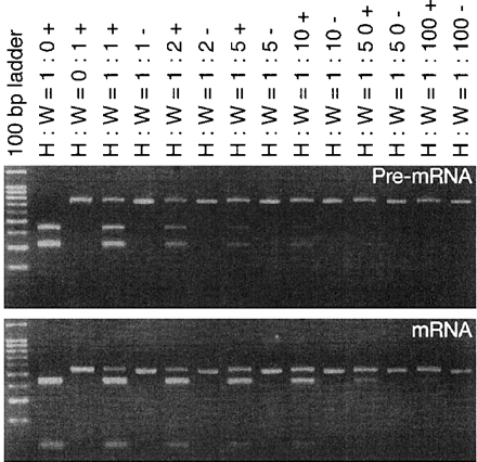 Fig. 8 Analysis of precursor and spliced transcripts from the F3′H gene in Heavenly Blue to Wedding Bells. The leftmost lanes are size markers (100-bp DNA ladder) purchased from Promega (Madison, WI, U.S.A.). The relative amounts of total RNAs from Heavenly Blue to Wedding Bells in the reaction mixtures used are indicated above the lanes. The other symbols are (H) Heavenly Blue; (W) Wedding Bells; (+) cleaved with DdeI; (–) uncleaved.