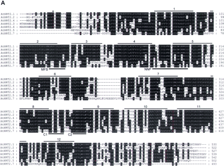 Fig. 1 Alignments of the two AtNRT families. (A) and (B) Amino acid sequence alignments of AtNRT2 (A) and AtNRT1 (B) families. Sequences were initially aligned with CLUSTAL W and finely adjusted using GeneDoc (Nicholas and Nicholas 1997). Amino acid residues in a black background indicate that >50% of members (i.e. ≥4 of seven sequences, and ≥3 out of four sequences in AtNRT2 and AtNRT1, respectively) were identical. Twelve predicted TMS regions of AtNRT2.1 and AtNRT1.1, determined by the HMMTOP program (Tusnady and Simon 1998), are indicated by numbered lines above the sequences. TMS locations of other members were close to those of AtNRT2.1, and AtNRT1.1 except for TMS1 of AtNRT1.2 (see Results). Potential protein kinase C and casein kinase 2 phosphorylation, and N-glycosylation sites, specified in red, blue, and green, respectively, were searched with the ProSite database (http://www.expasy.ch/prosite/). The threonine/serine residues in purple, indicated with an asterisk, are recognition sites for both PKC and CK2. Conserved sequence regions, MFS, NNP, C1 and C2 in (A), PTR1 and 2 in (B), are indicated by thick lines under the sequences.