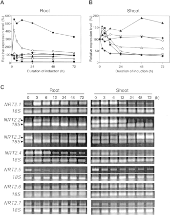 Fig. 3 Expression patterns of AtNRT2 genes in response to nitrate provision. RT-PCR products were obtained from 6-week-old Arabidopsis plants, which were grown hydroponically for 5 weeks in media containing 0.5 mM NH4NO3. Plants were N deprived for 1 week (0 h), and then re-supplied with 0.5 mM Ca(NO3)2 for 3–72 h. Relative expression values in root (A), and shoot (B) are the ratios of the gene specific amplicon to the 18S amplicon. The values shown are means of three RT-PCR replicates. Symbols: AtNRT2.1 (closed squares), AtNRT2.2 (open squares), AtNRT2.3 (closed triangles), AtNRT2.4 (open triangles), AtNRT2.5 (closed circles), AtNRT2.6 (open circles), and AtNRT2.7 (closed diamonds). (C) Representative images of RT-PCR products in 1.3% agarose gels stained with SYBR Gold.