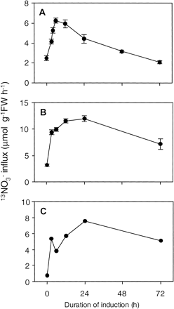 Fig. 5 13NO3– influx into Arabidopsis roots. (A) High-affinity nitrate influx measured with 100 µM NO3–. Six-week-old plants were N deprived for 7 d before being transferred to 1 mM NO3– solution for 0–72 h. (B) Low-affinity nitrate influx measured with 5 mM NO3–. Plants were grown and prepared same as (A). (C) LATS activity at 5 mM NO3–. To estimate LATS-mediated nitrate influx, mean values at 100 µM subtracted from those at 5 mM. The values are the means of eight replicates, and vertical bars indicate SE.