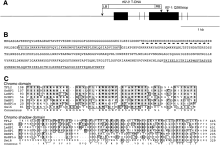 Fig. 2 Genomic and protein structures of TFL2. (A) Genomic organization of the TFL2 gene in the 5.7-kb region which complements tfl2 mutants. Six exons are shown as a box and the mutation sites of tfl2-1 and tfl2-3 are indicated. LB, left border of T-DNA; RB, right border of T-DNA. (B) Putative amino acid sequence deduced from TFL2 cDNA (DDBJ/GenBank accession number AB073490). The ED-rich region (hatched line), chromo domain (box) and chromo shadow domain (solid line) are indicated. (C) Alignment of chromo and chromo shadow domains of TFL2 and HP1-like proteins from rice (OsHP1, AC074354–1), tomato (LeHP1, AF428244–1), carrot (DcHP1, D83719), fruitfly (DmHP1), human (HsHP1α) and fission yeast (Swi6). Identical and conserved amino residues are indicated by bold and light shadows, respectively.