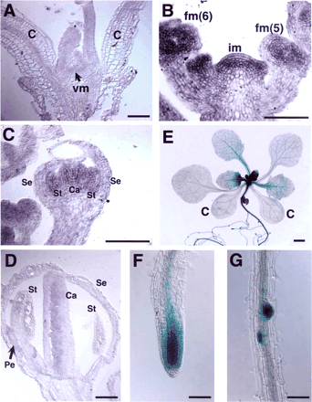 Fig. 4 Expression pattern of TFL2 in the plant tissue. (A–D) In situ hybridization to TFL2 mRNA in the vegetative meristem (A), the inflorescence meristem and young floral buds (B), and the flower of stage 7 (C) and stage 9 (D). (E–G) GUS staining patterns of transgenic plants carrying the gTFL2:GUS gene. A 12-day-old plant (E), root apical meristem (F) and emerging lateral roots (G) are shown. c, cotyledons; vm, vegetative meristem; im, inflorescence meristem; fm, floral meristem, stages are shown in parentheses; Se, sepal; Pe, petal; St, stamen; Ca, carpel. Scale bars, 1 mm (E); 0.1 mm (A–D, F, G).