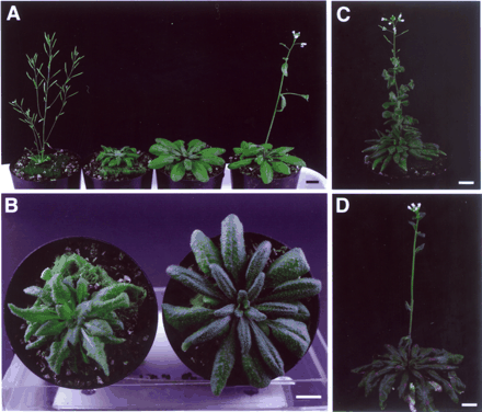 Fig. 5 Phenotype of the tfl2-3;ft-1 double mutant. (A) From left to right, 36-day-old tfl2-3, tfl2-3;ft-1, ft-1 and WT (Col) plants. (B) Top view of 42-day-old tfl2-3;ft-1 (left) and ft-1 (right) plants. (C, D) Two-month-old tfl2-3;ft-1 (C) and ft-1 (D) plants. Scale bars, 1 cm.