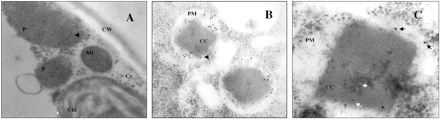 Fig. 1 Micrographs of immunogold electron microscopy for SO in A. thaliana leaves (A) and N. plumbaginifolia microcolonies (B, C). Secondary antibody for SO was labelled with 10 nm gold particles (black arrow), and additionally in (C) with 5 nm gold for the urease (white arrow). The pictures were taken at a magnification of 20,000× (A), 42,000× (B) and 70,000× (C). Abbreviations: CC, catalase crystal; Chl, chloroplasts; CW, cell wall; Cy, cytoplasm; Mi, mitochondria; P, peroxisomes; PM, peroxisome matrix,