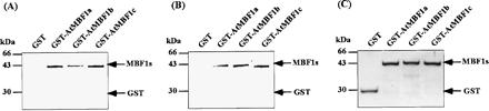 Fig. 2 Binding of GCN4 and yTBP to AtMBF1s. Binding of bacterially expressed and affinity-purified His-GCN4 and His-yTBP to GST-AtMBF1s were analyzed by far-Western analysis. (A and B) Equal amounts (2 µg) of affinity-purified GST-AtMBF1s and GST were separated on 12% polyacrylamide gel containing SDS and transferred onto a nitrocellulose membrane (Hybond-ECL; Amersham Biosciences) using a semi dry blotter (ATTO Bioscience, Tokyo, Japan). The blotted membrane (20 cm2) was incubated in TBST (20 mM Tris-HCl pH 7.5, 150 mM NaCl, and 0.1% Tween-20) containing 5% skim milk at room temperature for 1 h and then incubated in reaction mixture (3 ml) containing 20 mM HEPES-KOH (pH 8.0), 6 mM MgCl2, 60 mM KCl, 1 mM dithiothreitol, and 0.1% Nonidet P-40 in the presence of 30 µg of His-yTBP at 4°C for 8 h (A) or in the presence of 300 µg of His-GCN4 at 4°C for 16 h (B). The membrane was washed three times for 30 min in the same reaction mixture in the absence of protein at room temperature, and then His fusion proteins bound to AtMBF1 were fixed tightly for 25 min onto the membrane by capillary action driven by laminated paper towel fixed at the back side of the membrane in a blotting buffer containing 100 mM Tris-base, 192 mM glycine, and 20% methanol. The surface of the original membrane was protected by wrapping in one sheet of a new nitrocellulose membrane (Hybond-ECL) to prevent diffusion of interacting proteins from the original membrane. The original membrane was incubated in TBST containing 5% skim milk for 1 h at room temperature, and then His-yTBP and His-GCN4 bound to AtMBF1s were recognized by anti-His·Tag® Monoclonal antibody (Novagen). The membrane was incubated with substrate for alkaline phosphatase (ECF substrate; Amersham Biosciences) after further incubation with a second antibody, goat anti-mouse IgG alkaline phosphatase conjugate (Novagen), and His-yTBP and His-GCN4 were visualized by detecting chemiluminescence using fluorImager 595 (Molecular Dynamics, Sunnyvale, CA, U.S.A.). (C) Equal amount (2 µg) of affinity-purified GST-AtMBF1s and GST were separated on 12% polyacrylamide gel containing SDS and stained by Coomassie brilliant blue.