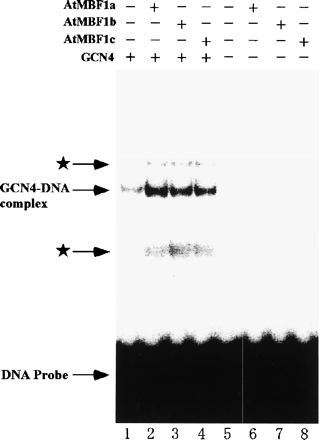 Fig. 3 Effects of addition of AtMBF1s on complex formation between GCN4 and its cis-element. Binding of bacterially expressed GCN4 to a 32P-labeled oligonucleotide carrying the GCN4 binding sequence of HIS3 gene promoter was analyzed by an EMSA. Twenty ng of purified recombinant GCN4 was incubated in reaction mixtures (10 µl) containing 12 mM HEPES-KOH (pH 8.0), 5 mM MgCl2, 60 mM KCl, 1 mM dithiothreitol, 10% glycerol, 250 ng of poly(dI-dC)/poly(dI-dC) (Amersham Biosciences), 2.5 µg of bovine serum albumin (BSA), and 1 ng of the 32P-labeled DNA probe in the presence (lanes 2–4 and 6–8) or absence (lanes 1 and 5) of 50 ng of purified recombinant AtMBF1s at 30°C for 30 min and separated at 100 V for 2.5 h on a 4% polyacrylamide gel in 0.5× Tris-borate-EDTA at room temperature. The DNA probe sequence was as described previously (Takemaru et al. 1998). The gel was exposed to a Fuji imaging plate (Fuji Photo Film, Tokyo, Japan) for 4 h and visualized using STORM 860 (Molecular Dynamics).