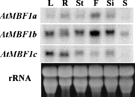 Fig. 4 Tissue-specific mRNA accumulation patterns of three AtMBF1s. Total RNA was isolated from different tissues of Arabidopsis wild-type plants grown on soil (L, R, St, F, and Si) and MS-agar medium (S). The accumulation of each AtMBF1 mRNA was determined by Northern blot analysis. Twenty-five µg of total RNA were used for each lane. Washed membranes were exposed to a Fuji imaging plate for 4 h and visualized using STORM 860. The ethidium bromide-stained rRNA of each sample is shown for loading control. L, leaves from 4-week-old plants; R, roots from 4-week-old plants; St, stems from 4-week-old plants; F, flowers from 4- to 6-week-old plants; Si, immature siliques from 4- to 6-week-old plants; S, 8-day-old seedlings grown on MS-agar medium. The patterns of mRNA accumulation are reproducible in three repeated experiments with different RNA preparations.