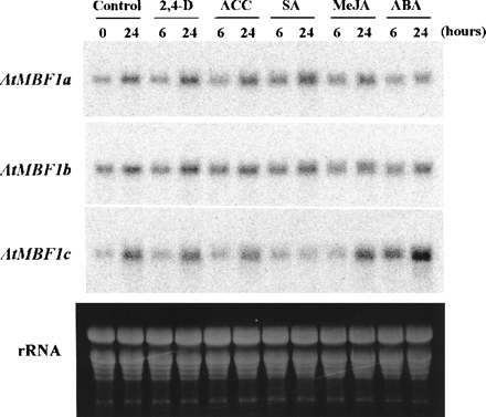 Fig. 5 Effects of addition of chemicals on mRNA accumulation of each AtMBF1. Ten-day-old Arabidopsis seedlings were placed in 50 mM sodium phosphate buffer (pH 7.0) that contained half-strength MS salt, half-strength Gamborg B5 vitamins, 1% sucrose, and a different phytohormone or precursor [100 µM 2,4-D (2,4-D), 100 µM 1-aminocyclopropane-1-carboxylic acid (ACC), 100 µM methyl jasmonate (MeJA), 2 mM salicylic acid (SA), or 100 µM ABA] for the time indicated above each lane. Ethanol 0.1% (v/v) was used as a solvent for the chemicals; it was also added to a control medium. Twenty µg of total RNA was used for each lane. Washed membranes were exposed to a Fuji imaging plate for 24 h and visualized using STORM 860. The ethidium bromide-stained rRNA is shown for loading control. The pattern of mRNA accumulation was reproducible in three experiments with different RNA preparations.