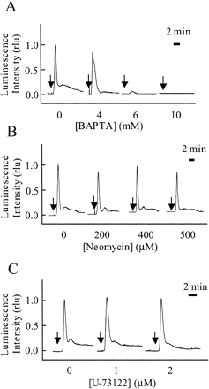 Fig. 3 The two peaks in [Ca2+]cyt consist of extracellular Ca2+ influx and subsequent IP3-mediated Ca2+ release from intracellular Ca2+ stores. Effect of the Ca2+ chelator, BAPTA (A) and the phoshopholipase C inhibitors, neomycin (B) and U73122 (C) on cryptogein-induced [Ca2+]cyt responses (relative luminescence). Each inhibitor was applied 15 min before the application of cryptogein (arrows). The maximum luminescence value of the control cells was expressed as 1.0. Data are from one representative experiment of five.
