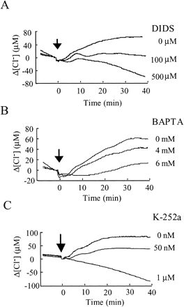 Fig. 5 Efflux of Cl– is inhibited by DIDS and regulated by protein phosphorylation and Ca2+ influx. Effect of DIDS (A), BAPTA (B) and K-252 (C) on the cryptogein-induced Cl– efflux (relative luminescence). Each inhibitor was applied 15 min before the application of cryptogein (arrows). Data are from one representative experiment of three.