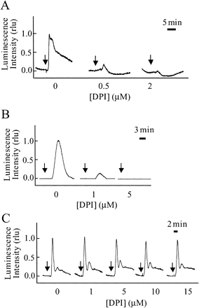 Fig. 6 The relationship between ROS (•O2– and H2O2) production and changes in [Ca2+]cyt. DPI, an inhibitor of NADPH oxidase, was applied to apoaequorin-expressing BY-2 cells and the effect on cryptogein-induced •O2– production (A), H2O2 production (B) and [Ca2+]cyt responses (C) was analyzed. Each inhibitor was applied 15 min before the application of cryptogein (arrows). The maximum luminescence value of the control cells was expressed as 1.0. Data are from one representative experiment of four.