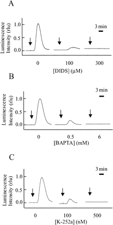 Fig. 7 H2O2 production is inhibited by DIDS, BAPTA and K-252a. Effect of DIDS (A), BAPTA (B) and K-252 (C) on cryptogein-induced H2O2 production (relative luminescence) in apoaequorin-expressing BY-2 cells. Each inhibitor was applied 15 min before the application of cryptogein (arrows). The maximum luminescence value of the control cells was expressed as 1.0. Data are from one representative experiment of four.