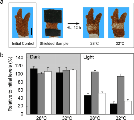Fig. 1 High light-induced bleaching of the coral Acropora digitifera. Tips of corals were incubated in the dark or under high light (HL, 1,000 µmol photons m–2 s–1) for 12 h at 28°C or 32°C. (a) Photographs of bleaching before (initial and shielded samples) and after the incubation. Upper and lower surfaces of coral were shielded using masking tape during the incubation. Scale bar represents 10 mm. (b) Physiological parameter (means ± SE, n = 3) of algal chlorophyll per cm2 (black), algal density (gray) and algal chlorophyll per alga (white) after incubation. Initial values (100%) of each parameter were 20.3 µg Chl cm–2, 4.9×105 cells cm–2 and 39.2 pg Chl cell–1.