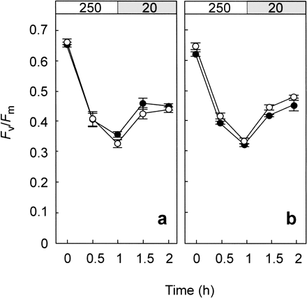 Fig. 3 Effect of chloramphenicol on light-induced photoinhibition of PSII at 28°C (closed circle) and 32°C (open circle) in Acropora digitifera (a) and Pavona decussata (b). In the presence of 600 µM chloramphenicol, corals were exposed to light at 250 µmol photons m–2 s–1 for 1 h and then incubated under a weak-light at 20 µmol photons m–2 s–1. Values are means ± SE (n = 12).