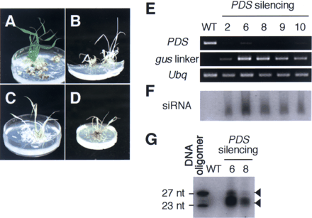 Fig. 2 Silencing of rice phytoene desaturase (PDS) gene expression by the pANDA-derived vector. (A) Control plant. (B–D) Three independent PDS silencing transgenic rice plants showing the albino phenotype. (E) RT-PCR analysis of PDS RNAi plants. Five independent transgenic rice plants (2, 6, 8, 9, 10) showed reduced PDS mRNA accumulation. The gus linker indicates RT-PCR products of the gus linker region, indicative of the expression of the trigger dsRNA. Ubq, rice ubiquitin gene used as a control. (F) Detection of PDS siRNA. The siRNA was detected in the same transgenic rice plants shown in (E). (G) Two classes of PDS siRNA. The siRNA detected in (F) was further purified and subjected to hybridization. The synthetic oligonucleotide primers: forward 5′-CACCTTATGCGGACATGTCAGTAACTT-3′, reverse 5′-CCATTGGGAATAGTCCTGACTAC-3′ were used for the amplification of the IR region for the PDS gene. The short and long siRNAs (arrowheads) were detected in two independent transgenic rice plants. Twenty-three and 27 nt are the sizes of the DNA oligomers used as markers. Transgenic rice plants were produced by Agrobacterium-mediated transformation of rice calli (cv. Kinmaze) according to a published protocol (Hiei et al. 1994). Total RNA was isolated according to a published method (Chomczynski and Sacchi 1987). For the synthesis of cDNA, 1 µg of total RNA was primed using oligo d(T) primers according to standard procedures (Super Script II, Invitrogen). In each experiment, 50 ng cDNA was used for PCR amplification with each of the following gene-specific primer sets: PDS, 5′-TGCAATGGAAGGAACACTCC-3′ and 5′-TACGAGAATTCAGCCGAACC-3′; gus linker, 5′-CATGAAGATGCGGACTTACG-3′ and 5′-ATCCACGCCGTATTCGG-3′; and Ubq, 5′-CCAGGACAAGATGATCTGCC-3′ and 5′-AAGAAGCTGAAGCATCCAGC-3′. siRNA was detected and separated according to a published protocol (Hamilton and Baulcombe 1999). To purify RNA for separation of two size classes of siRNA, a protocol for isolation of low-molecular-weight RNA (QIAGEN) was used with the RNA/DNA System (QIAGEN).