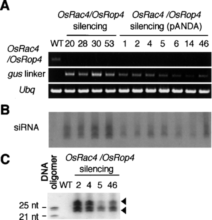 Fig. 3 Comparison of the efficiency of gene silencing by the pANDA-based vector and a similar construct made using the conventional method. (A) RT-PCR analysis of transgenic rice plants. Four independent transgenic rice plants (20, 28, 30, 53), which were silenced by the construct made by restriction enzymes, and seven independent transgenic rice plants (1, 2, 4, 5, 6, 14, 46), which were silenced by the pANDA-based vector, were examined for OsRac4/OsRop4 mRNA expression. The gus linker indicates the RT-PCR products of the gus linker region, indicative of the expression of the trigger dsRNA. Ubq: rice ubiquitin gene used as a control. (B) Detection of OsRac4/OsRop4 siRNA. The siRNA was detected in the same transgenic rice plants shown in (A). (G) Two classes of OsRac4/OsRop4 siRNA. The siRNA detected in (B) was further purified and subjected to hybridization. The synthetic oligonucleotide primers: forward 5′-CACCAGAAGAAGGCTAGTATGCTTCA-3′, reverse 5′-ATGTAGGGAGTGCTAGGAACCTT-3′ were used for the amplification of the IR region for the OsRac4/OsRop4 gene. The short and long siRNAs (arrowheads) were detected in four independent transgenic rice plants. Twenty-one and 25 nt are the sizes of the DNA oligomers used as markers. Transgenic rice plants were produced by Agrobacterium-mediated transformation of rice calli (cv. Kinmaze) according to a published protocol (Hiei et al. 1994). The methods used to detect OsRac4/OsRop4 mRNA were the same as those described in Fig. 2. The primers used for RT-PCR analysis were 5′-GGGACCAAATTGGATCTTCGTG-3′ and 5′-CCATTCTGAGATGTAGGGAGTGC-3′.