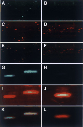 Fig. 4 Transient suppression of GFP gene expression in rice leaf cells by pANDA-mini-based vector. (A, B, G, H) GFP fluorescence. (C, D, I, J) DsRed fluorescence. (E, F, K, L) Merged images. (A) (C) (E) (G) (I) (K) Control experiment. Leaf sheath cells were co-bombarded with p35S-GFP, pUbq-DsRed, and the empty pANDA-mini vector. (B, D, F, H, J, L) Leaf sheath cells were co-bombarded with p35S-GFP, pUbq-DsRed, and GFP RNAi vector using the pANDA-mini vector. (G–L) The synthetic oligonucleotide primers: forward 5′-CACCGGCGTGCAGTGCTTCAGCC-3′, reverse 5′-TGTTGTGGCTTATCTTGAAGTTCACC-3′ were used for the amplification of the IR region for the GFP gene. A transient expression assay was performed by particle bombardment of leaf sheath cells of young rice plants by the use of the PDS-1000/He system (Bio-Rad Laboratories). For the co-bombardment assay, 2 µg each of p35S-GFP and pUbq-DsRed plasmids and 6 µg of the GFP RNAi vector or empty pANDA-mini vector were introduced into leaf sheath cells of cv. Kinmaze. The fluorescence of the GFP and DsRed proteins was observed with a fluorescence stereo-microscope (MZ FL III, Leica Microsystems) following incubation for 48 h at 30°C.