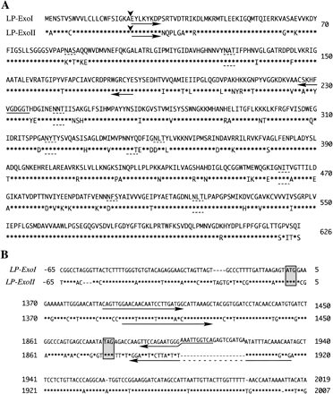 Fig. 1 Sequences of LP-ExoI and LP-ExoII. (A) Amino acid sequences of LP-ExoI and LP-ExoII. Amino acid residues of LP-ExoII identical to those of LP-ExoI are indicated by asterisks. Arrowheads show the cleavage sites of signal peptide. Broken under lines show the possible N-glycosylation sites. The positions of degenerated primers used for cloning of exo-β-glucanases are shown by arrows. (B) cDNA sequence alignment of LP-ExoI and LP-ExoII. Nucleotides of LP-ExoII identical to those of LP-ExoI are indicated by asterisks, and gaps are indicated by hyphen. The shadow boxes show the position of start codon and stop codon. The positions of gene specific primers used in RT-PCR analysis are shown by arrows.