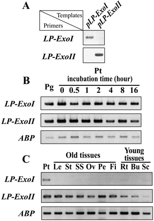 Fig. 2 RT-PCR analysis. (A) Specificity of gene specific primers. The plasmids containing cDNA of LP-ExoI (shown as pLP-ExoI) or LP-ExoII (pLP-ExoII) were used as PCR template with gene specific primers to check their specificity by 28 PCR cycles. (B) Expressions of LP-ExoI and LP-ExoII in lily pollen. Total RNAs were converted to cDNA by reverse transcriptase. Then 523-bp LP-ExoI or LP-ExoII fragment was amplified. Lily actin-bundling protein (ABP) cDNA was amplified for normalization. The mock RT reaction without the reverse transcriptase enzyme was performed as a negative control for all reactions. Pg, pollen grains; Pt, pollen tubes. (C) Expressions of LP-ExoI and LP-ExoII in lily tissues. Leaf (Le), stem (St), stigma and style (SS), ovary (Ov), petal (Pe) and filament (Fi) were collected from lilies after flowering. Root (Rt) and bud (Bu) were collected from germinated lily bulbs 20 d after planting. Scale leaves (Sc) were collected from lily bulbs after vernalization.