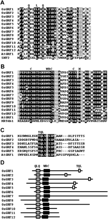 Fig. 1 Comparison of the amino acid sequences of OsGRF proteins. (A) The QLQ domains of OsGRF, AtGRF1, and yeast SWI2/SNF2 proteins. (B) The WRC domains of OsGRF and AtGRF1 proteins. The DNA-binding domain of the barley HRT protein (HRTdb1) with the Cys3His zinc-finger motif (Raventós et al. 1998) is aligned. (C) The TQL domains of OsGRF and AtGRF1 proteins. (D) Structure of OsGRF proteins. The solid lines show the size of each protein. The gray, black, and white boxes indicate the QLQ, WRC, and TQL domains, respectively.