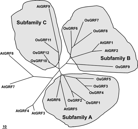 Fig. 2 Unrooted phylogenetic tree of GRF proteins of rice and Arabidopsis. The deduced full-length amino acid sequences were used to create alignments of OsGRF and AtGRF proteins with the ClustalW program. The unrooted phylogenetic tree was generated and displayed by the MegAlign program (DNASTAR) and TreeView program (version 1.6.6, Roderic DM). The bar indicates 10 nucleotide substitutions.