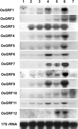 Fig. 3 Organ-specific expression of the OsGRF genes in rice. Roots, mesocotyls, coleoptiles, and primary leaves were excised from 4-day-old seedlings of deepwater rice. The internode section, the uppermost node, and expanding leaves were excised from 11- to 13-week-old deepwater rice plants. Each lane contained 20 µg of total RNA isolated from the tissues indicated above the lanes. 17S rRNA was used as internal loading control. 1, roots; 2, mesocotyls; 3, coleoptiles; 4, primary leaves; 5, a 1-cm region at the base of the highest internode containing the intercalary meristem and part of the elongation zone; 6, a 1-cm region containing the highest node and the shoot apical meristem; 7, expanding leaves.