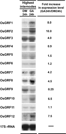 Fig. 4 Expression of OsGRF genes in the highest internode of GA3-treated stem sections. Stem sections were first incubated for 8 h in distilled water to dissipate the wound and endogenous GA effect and were then transferred to 50 µM GA3 or distilled water and incubated for 24 h. Each lane contained 20 µg of total RNA isolated from a 1-cm region at the base of the highest internode containing the intercalary meristem and part of the elongation zone. 17S rRNA was used as loading control. The relative expression levels were calculated from PhosphoImager values.