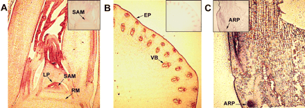 Fig. 5 Localization of OsGRF1 mRNA by in situ hybridization in the uppermost node and in the intercalary meristem of a deepwater rice internode. Hybridizations with an antisense probe for OsGRF1: (A) in a longitudinal section from the shoot apical region of the uppermost node; (B) in a cross-section from the intercalary meristem of the highest internode; (C) in a longitudinal section from the highest internode that included the intercalary meristem. Hybridizations with a sense probe are in the inserts (upper right corner in A and B, upper left corner in C). ARP, adventitious root primordium; EP, epidermis; LP, leaf primordium; RM, rib meristem; SAM, shoot apical meristem; VB, vascular bundle.