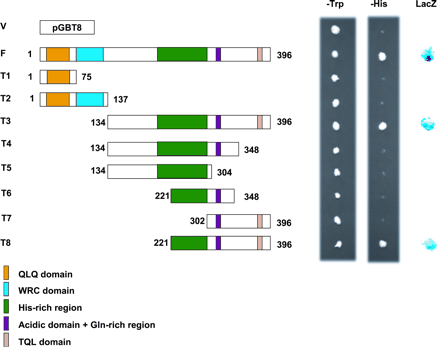 Fig. 6 Transactivation assay of OsGRF1. Each region of the OsGRF1 protein shown below was fused to the GAL4 DNA-binding domain, expressed in yeast cells, and assayed for its ability to activate the reporter genes HIS3 and LacZ. The numbers in parentheses indicate amino acid positions. V, pGBT8 vector as control; F, full-length sequence of OsGRF1 (1–396); T1, QLQ domain (1–75); T2, QLQ and WRC domains (1–137); T3, C-terminal part with the His-rich, acidic and Gln-rich regions, and the TQL domain (134–396); T4, C-terminal part without the TQL domain (134–348); T5, C-terminal part without the acidic and Gln-rich regions, and the TQL domain (134–304); T6, His-rich region with the acidic and Gln-rich region (221–348); T7, acidic and Gln-rich region with the TQL domain (302–396); T8, His-rich region with acidic and Gln-rich region and the TQL domain (221–396).